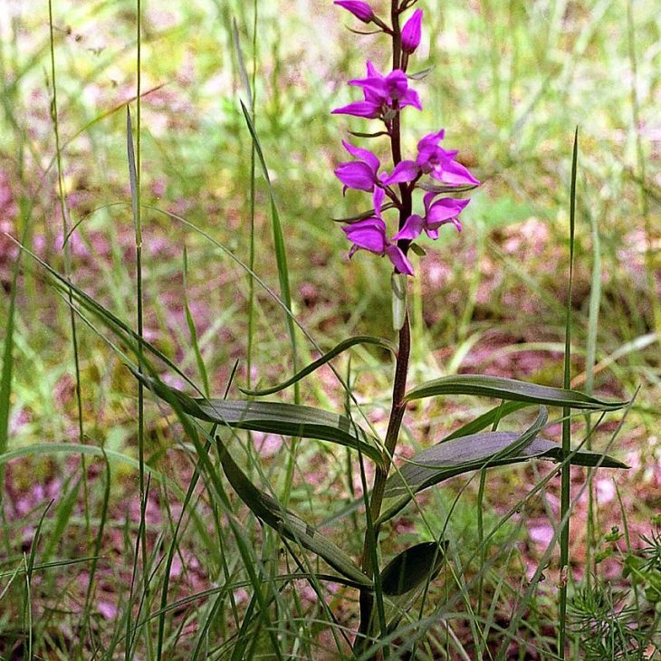Cephalanthera rubra