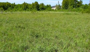 Dabas liegums “Apšuciema zāļu purvs”