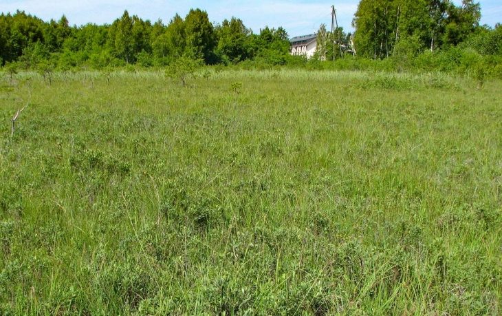Dabas liegums “Apšuciema zāļu purvs”