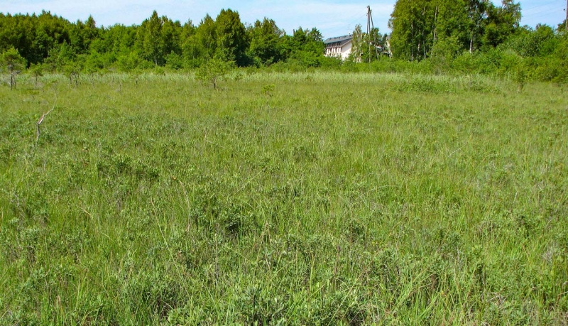 Dabas liegums “Apšuciema zāļu purvs”