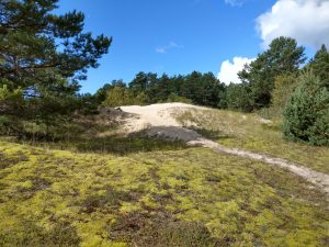 Dabas liegums “Plieņciema kāpa”