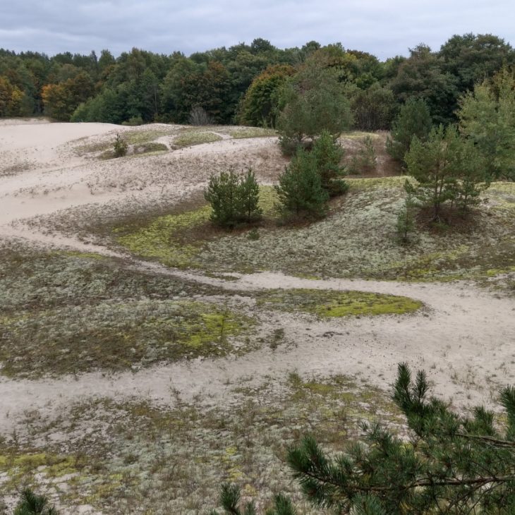 Dabas liegums “Plieņciema kāpa”